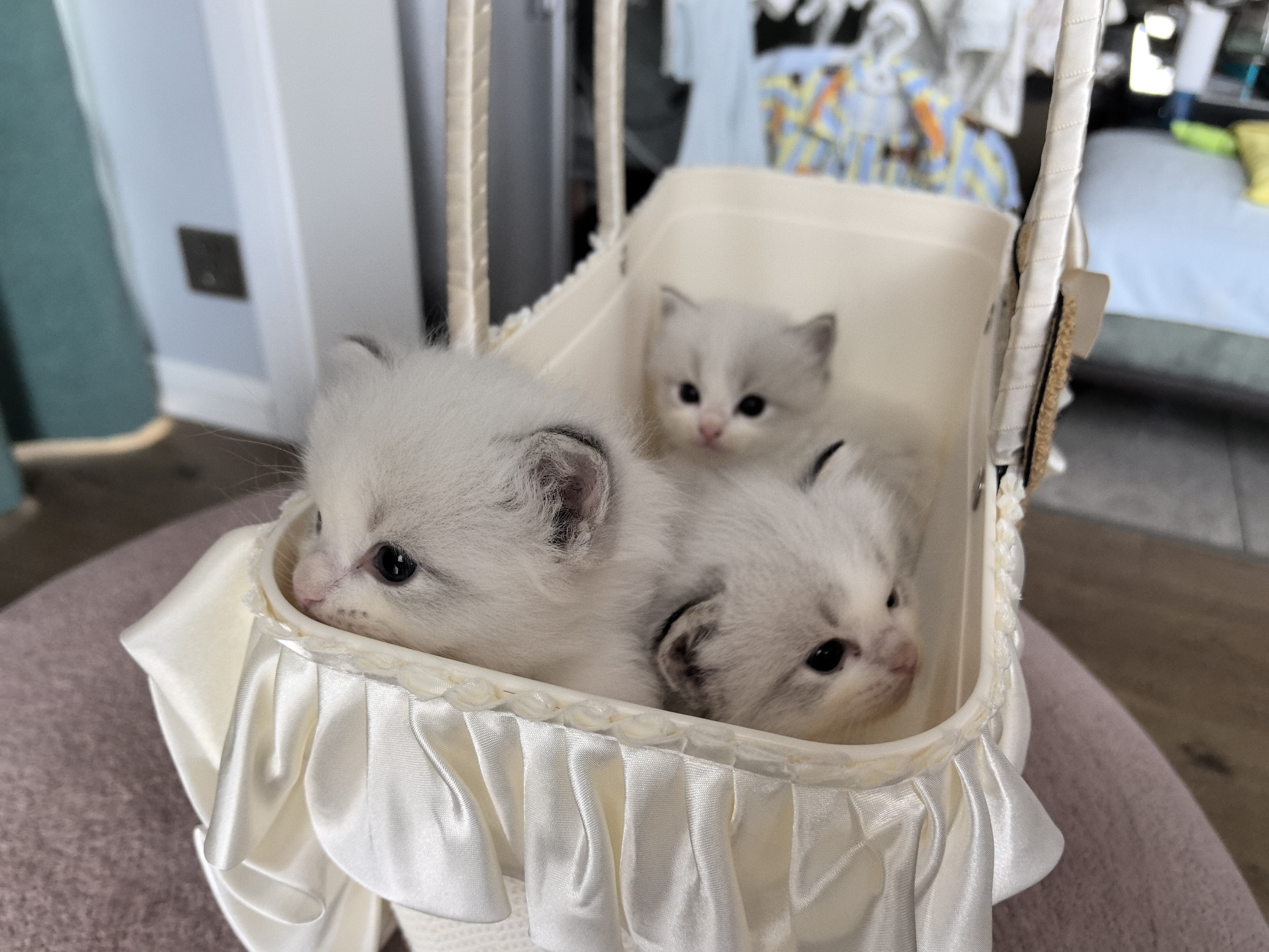 布偶猫